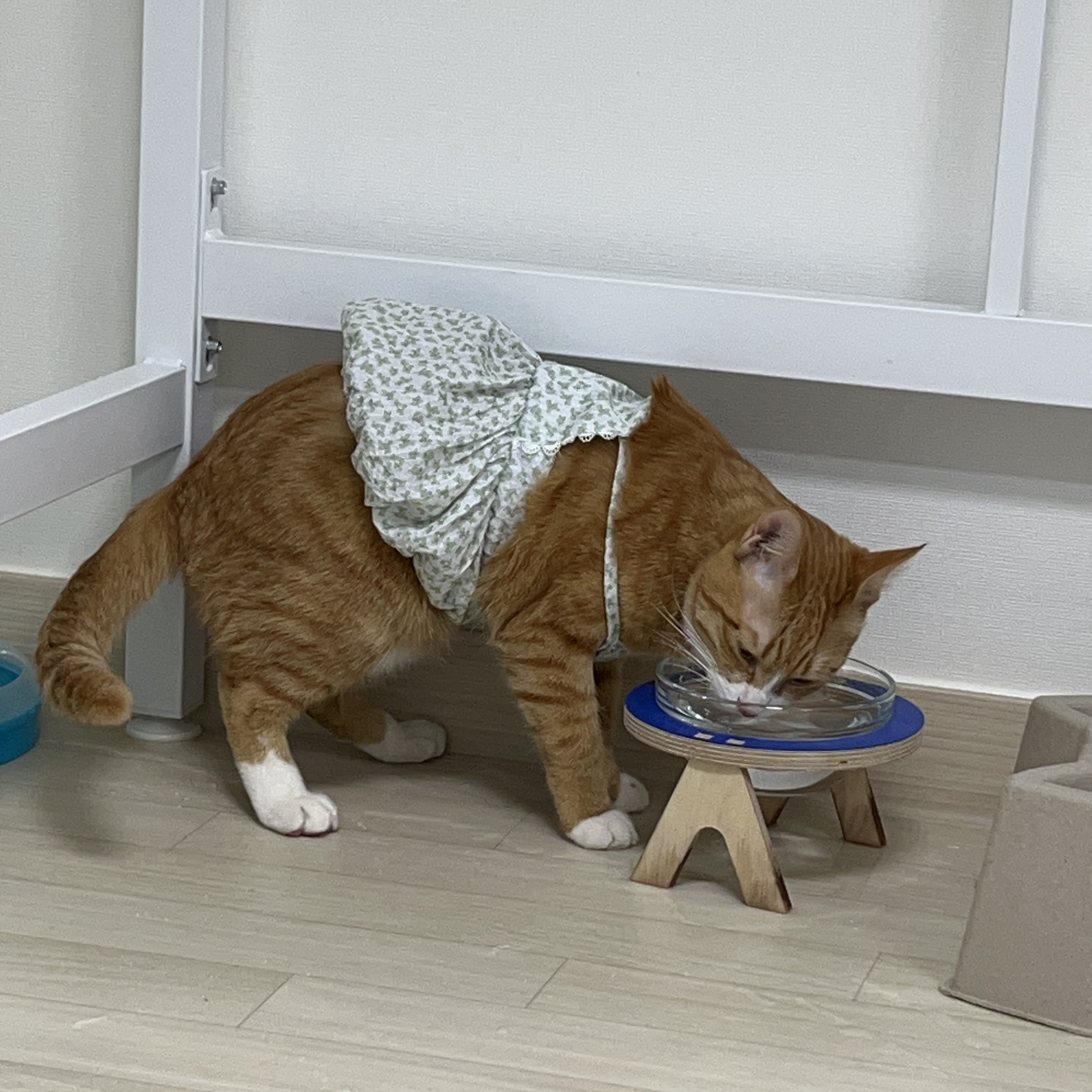 다이소 옷 사 왔는데 개웃겨 | 인스티즈