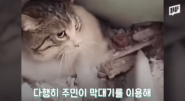 튀르키예 지진 현장에서 구조되는 강아지와 고양이들.gif | 인스티즈