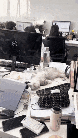 회사에 고양이 데려오는 건 좀 그렇지 않아.....? | 인스티즈