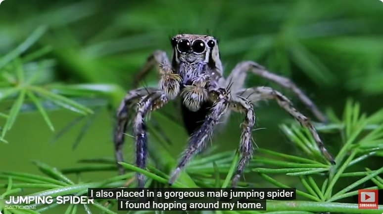 거대한 수조에 열대우림 환경을 조성해놓으면 생기는 일 - 2 | 인스티즈