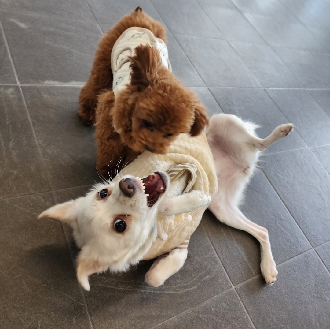 인간인 나보다 표정이 다양한 강쥐.. | 인스티즈