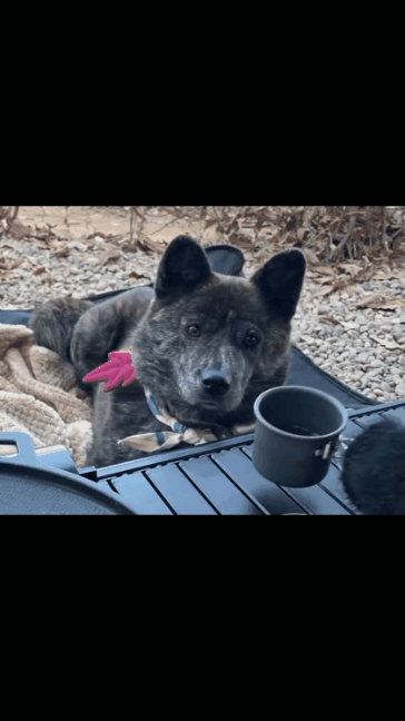 짠 해주는 강아지.gif | 인스티즈