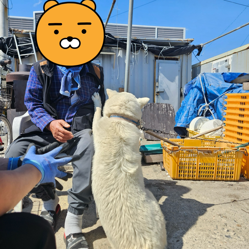 [입양홍보] 개장수에게 팔렸다 되찾아온 방치견 진순이·진돌이, 평생 가족을 찾아요! (부산/울산/전국) | 인스티즈