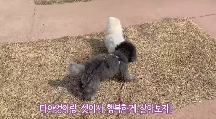 강아지가 두번이나 파양된 충격적인 이유.jpg | 인스티즈