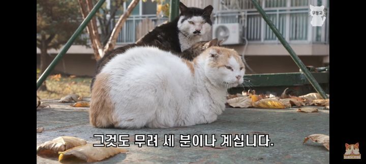 아깽이보다 100배는 만나기 어려운 묘르신들 | 인스티즈