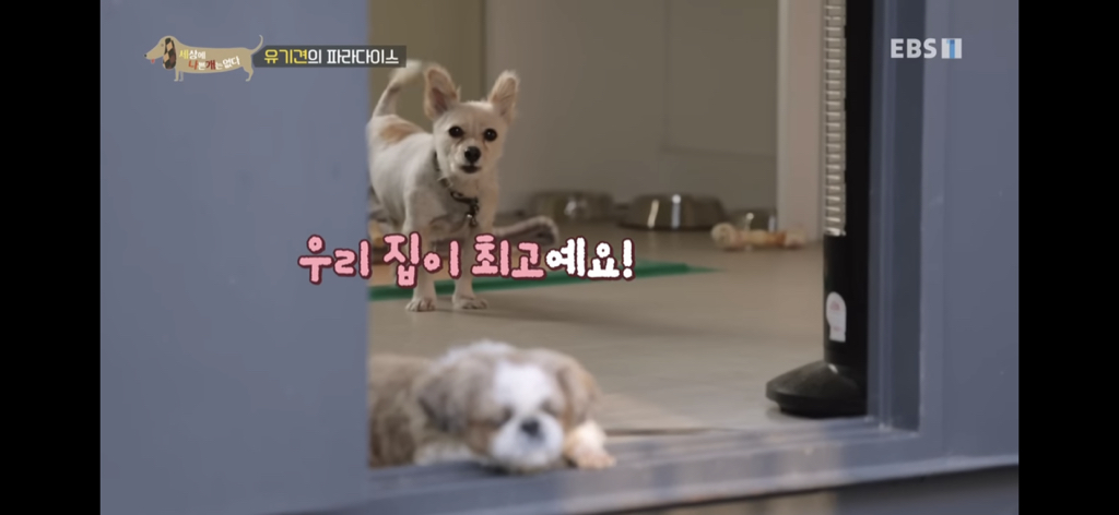 [세상에나쁜개는없다] 유기견의 파라다이스 | 인스티즈