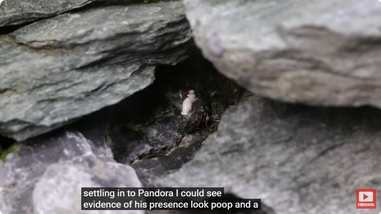 거대한 수조에 열대우림 환경을 조성해놓으면 생기는 일 - 3 | 인스티즈