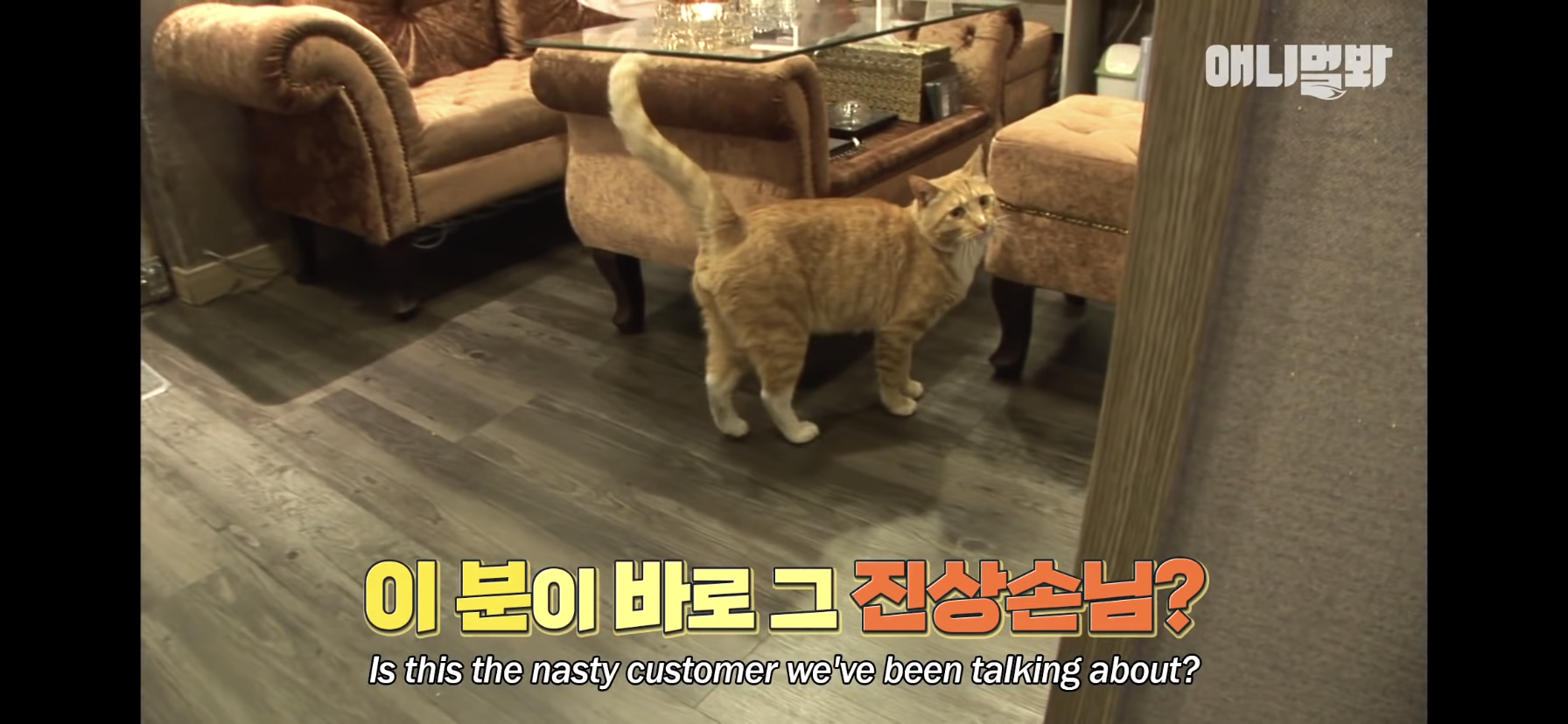 길고양이 목에 쪽지를 달자 생긴 영화같은 일 | 인스티즈