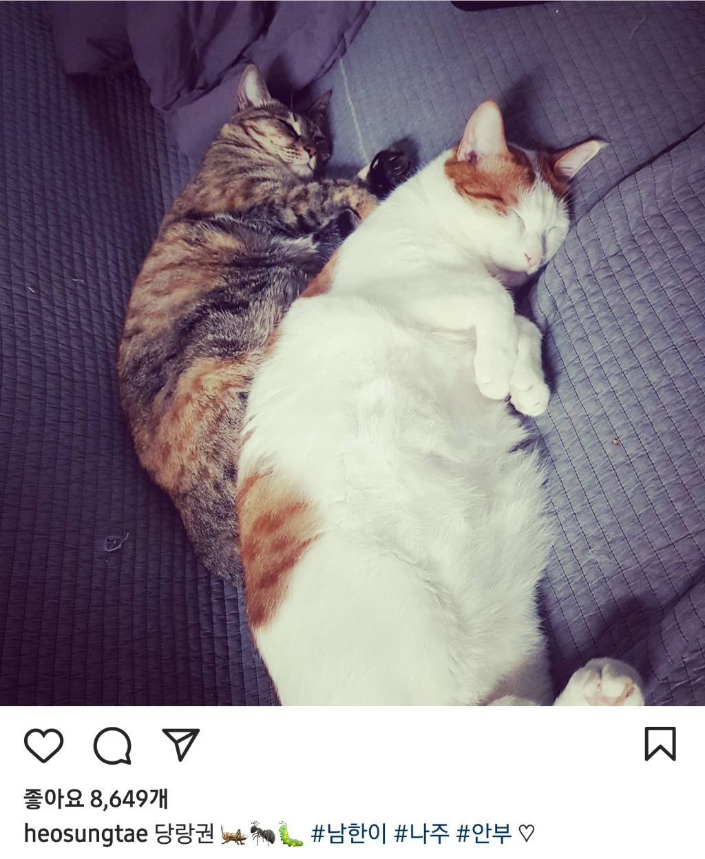 배우 허성태네 고양이들 | 인스티즈