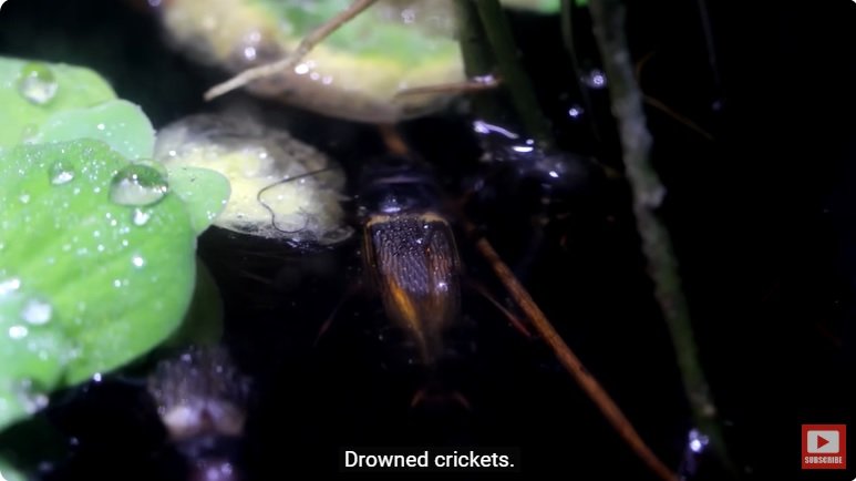 거대한 수조에 열대우림 환경을 조성해놓으면 생기는 일 - 2 | 인스티즈
