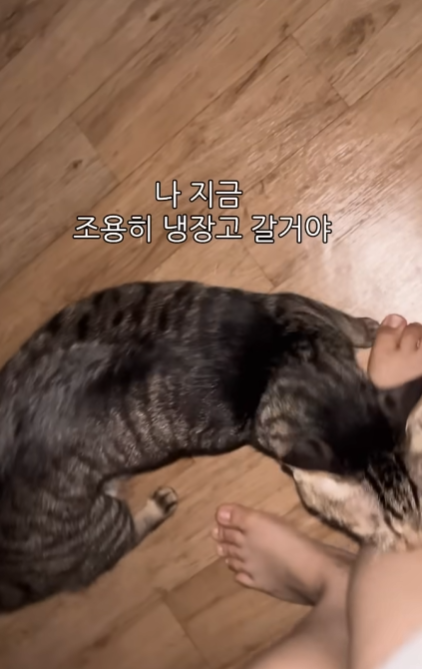 몰래 야식먹기위해 고양이 입다물게 하는 법 | 인스티즈