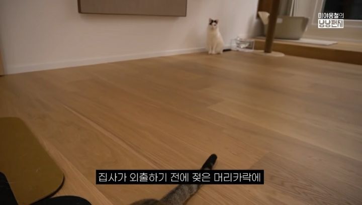 화장실가면 문앞에서 고양이가 기다리는 이유 | 인스티즈