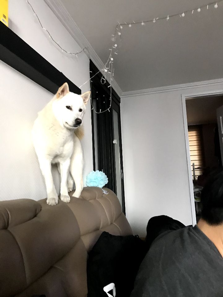 우리집 개 자는거 보실분? | 인스티즈