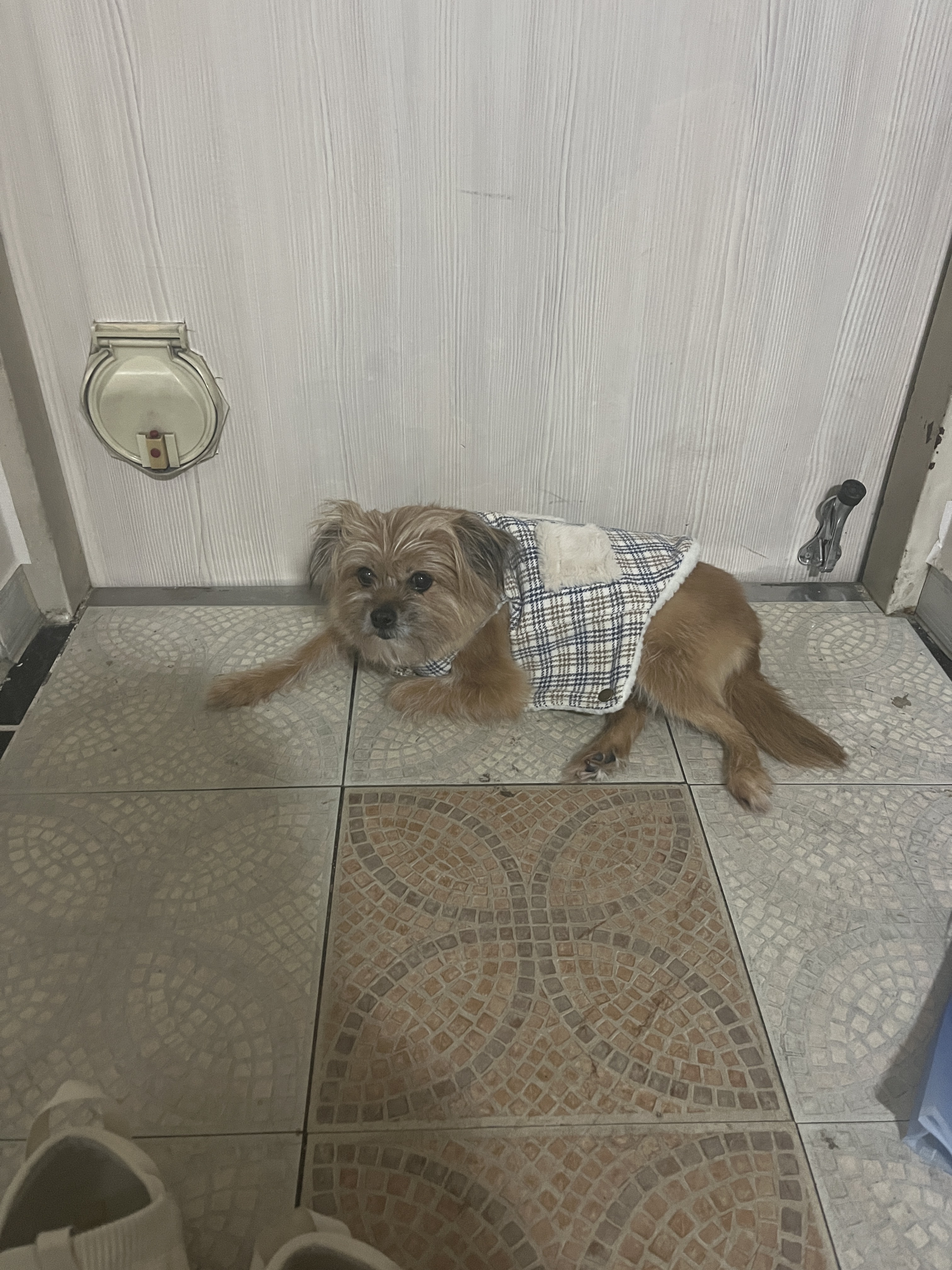 친구네 강쥐 하루 펫시터 한 후기 | 인스티즈