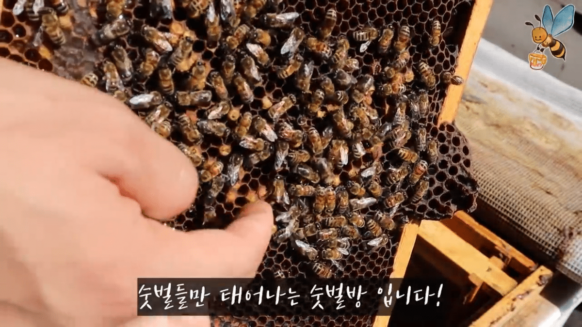 여왕벌 행세를 하는 일벌이 있다? | 인스티즈