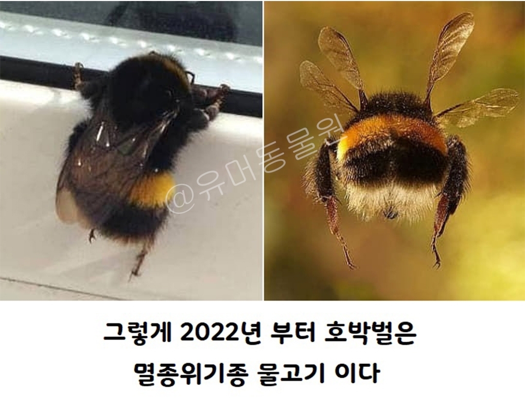 미국에선 호박벌이 물고기로 분류된다 | 인스티즈