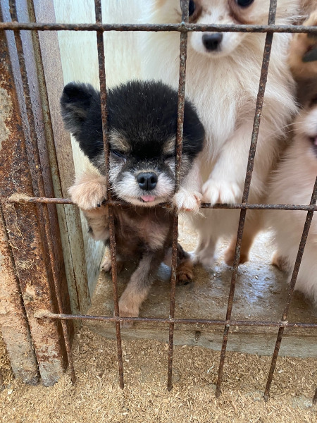 어떤 삶이었을까. 번식장, 미용 실습견, 쓰임을 다해야만 끝나는 삶이라는 건 | 인스티즈