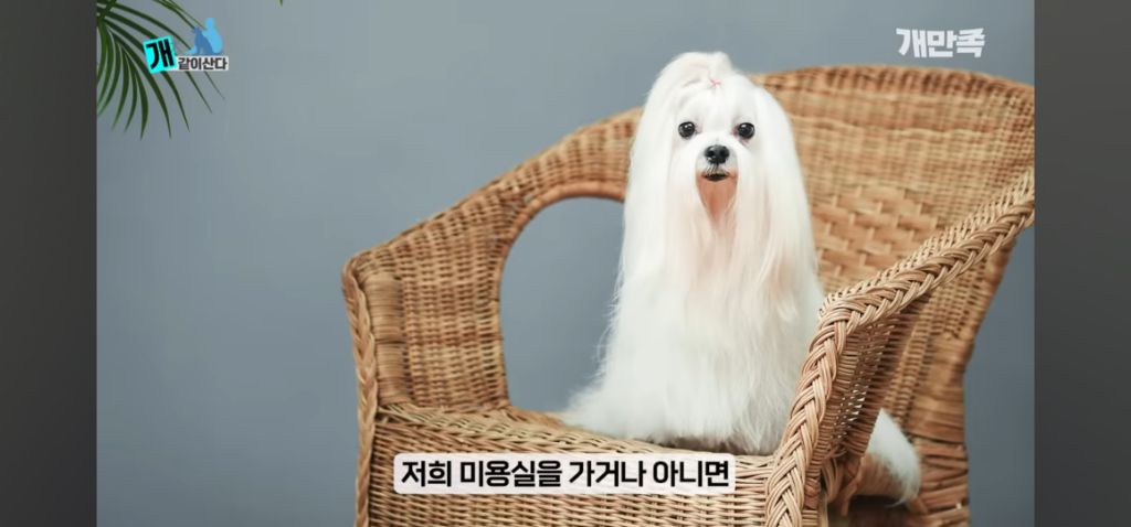 어느 수의사가 고백하지 못한 출생의 비밀 | 인스티즈