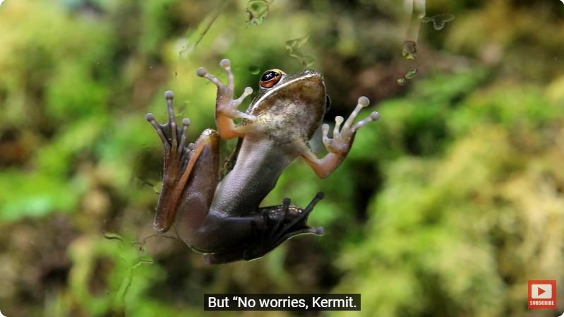 거대한 수조에 열대우림 환경을 조성해놓으면 생기는 일 - 4 | 인스티즈