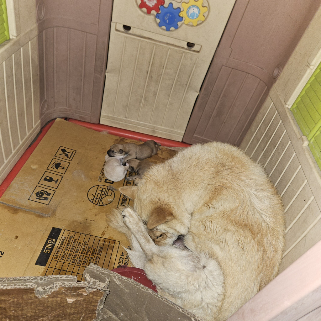 [입양홍보] 개장수에게 팔렸다 되찾아온 방치견 진순이·진돌이, 평생 가족을 찾아요! (부산/울산/전국) | 인스티즈