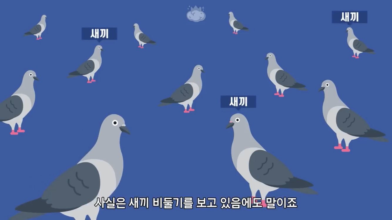 거리에 비둘기가 이렇게 많은데 왜 새끼 비둘기는 안 보일까? | 인스티즈
