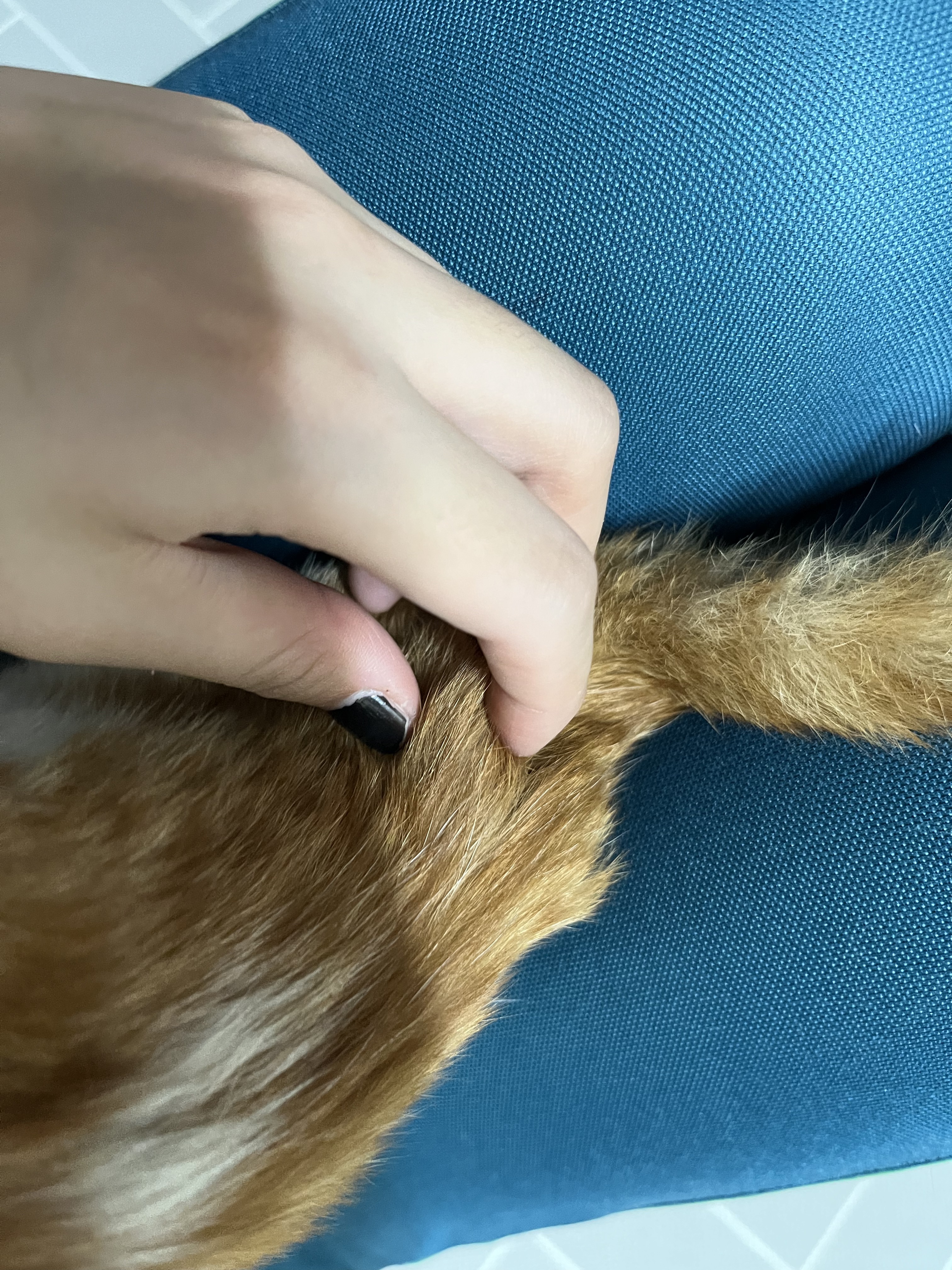 고양이 코 파는 동영상 | 인스티즈