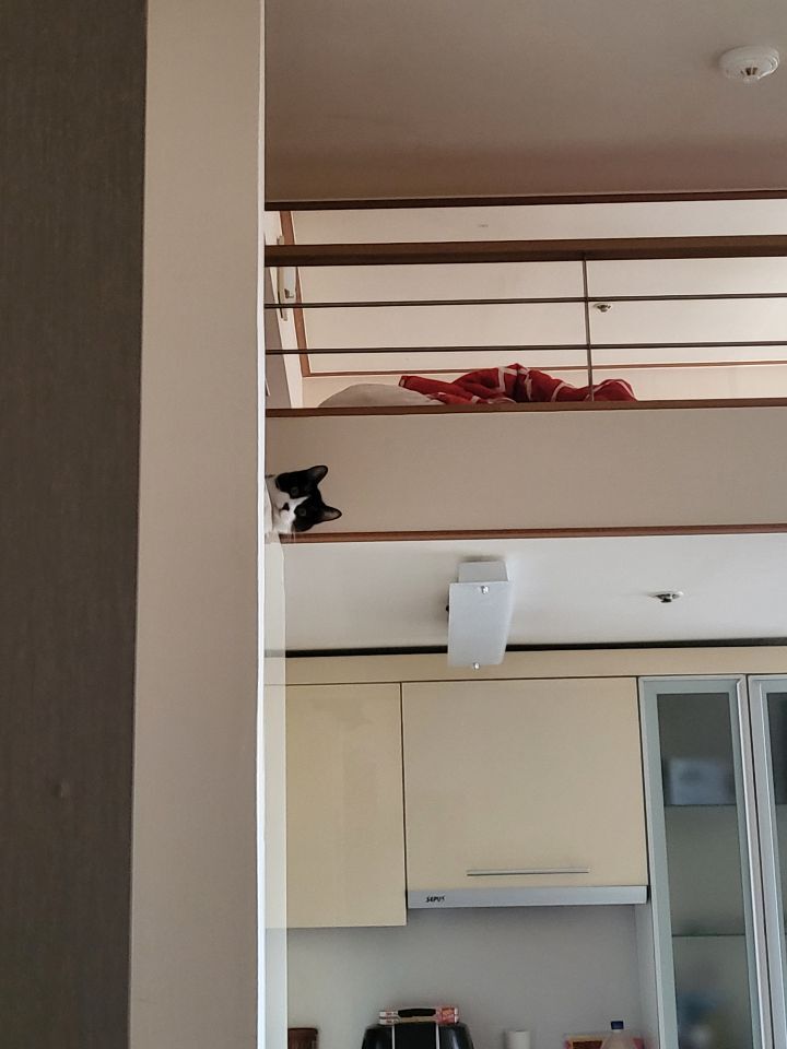 몰래 훔쳐보는 고양이 모음집 | 인스티즈