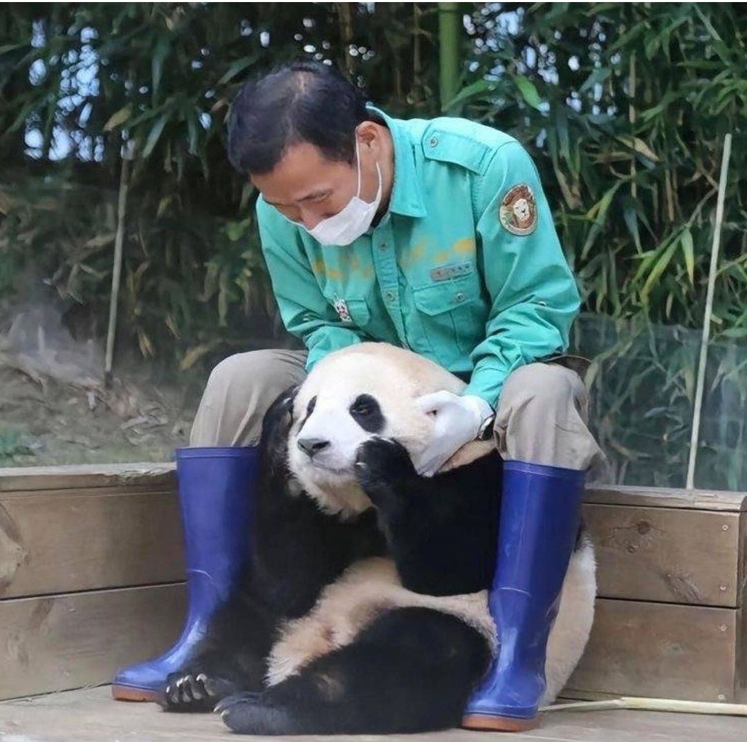 푸바오 얼굴 찌부 짤 모음 🥴 | 인스티즈