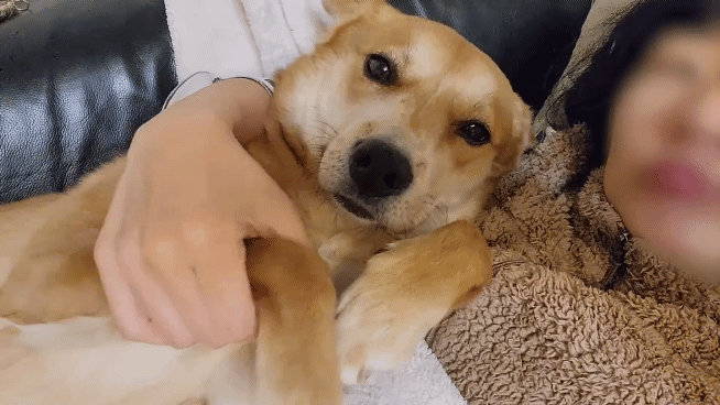 집에 강아지들끼리만 남겨졌을때 | 인스티즈