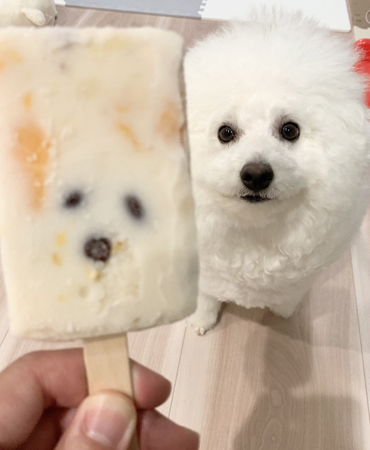 주인님 그 녀석은 가짜에요 모음집.jpg | 인스티즈