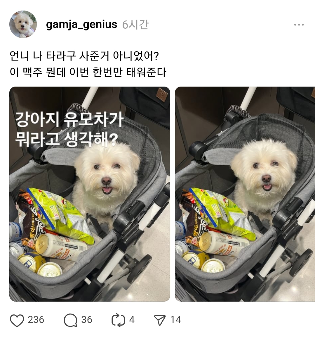 🐶: 강아지 유아차가 뭐라고 생각해? | 인스티즈