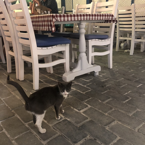 길 가다 찍은 동물 칭구칭구들 사진 자랑하는 달글🐈🦮🐜🐝🐥 | 인스티즈