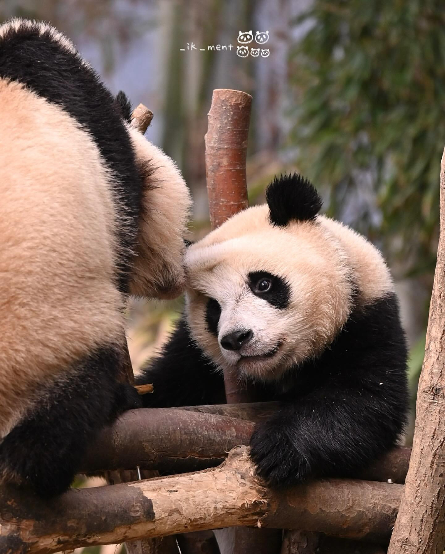 후이바오 마들렌 만드는 루이바오 | 인스티즈