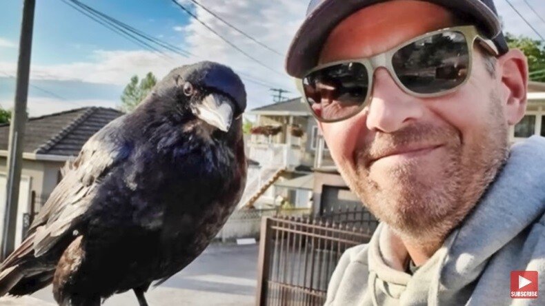 자신을 치료하고 먹이를 준 남자에게 보답한 까마귀 | 인스티즈