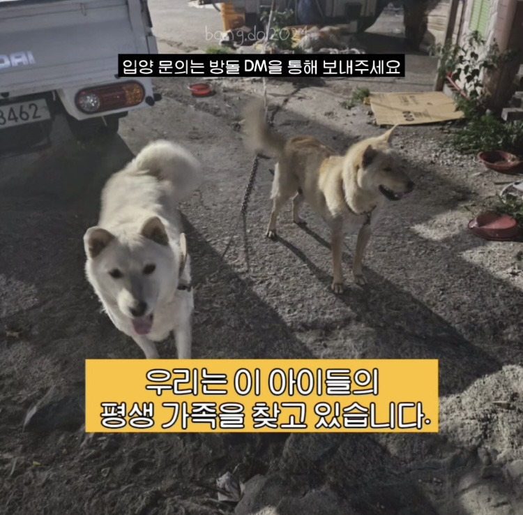 [입양홍보] 개장수에게 팔렸다 되찾아온 방치견 진순이·진돌이, 평생 가족을 찾아요! (부산/울산/전국) | 인스티즈