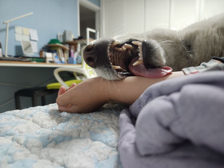 우리집 개 자는거 보실분? | 인스티즈