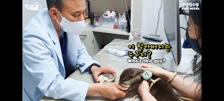 의사 선생님 품이 너무 좋은 아기수달 (아기수달 생애 첫 건강검진) | 인스티즈
