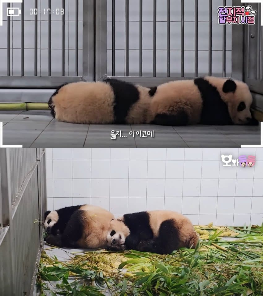 서로 알콩달콩 사이좋은 루이 후이바오 🐼 | 인스티즈