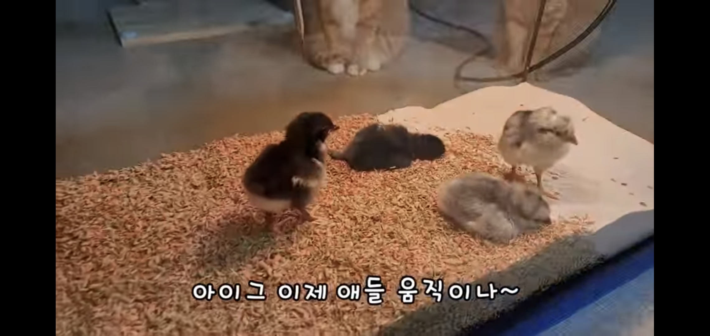 오늘자 폭력적이고 불쌍한 영상 올린 유튜버 매탈남.jpg | 인스티즈