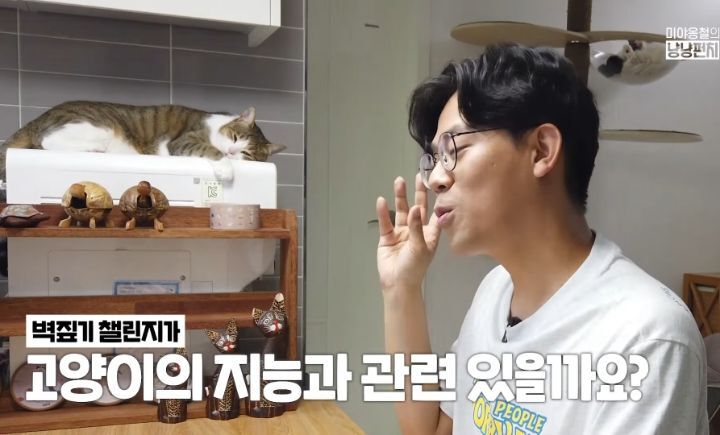 고양이 벽짚 챌린지는 진짜 지능과 관련 있을까? | 인스티즈