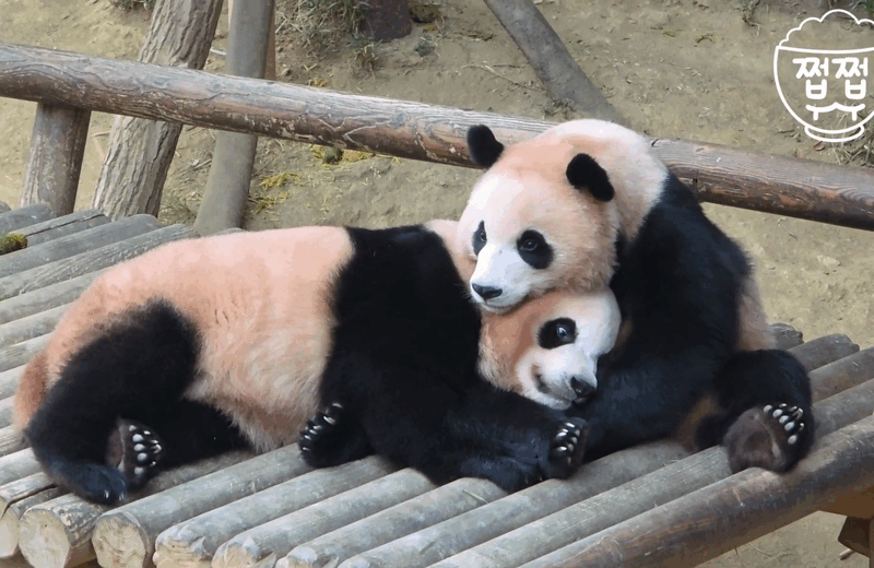서로 알콩달콩 사이좋은 루이 후이바오 🐼 | 인스티즈