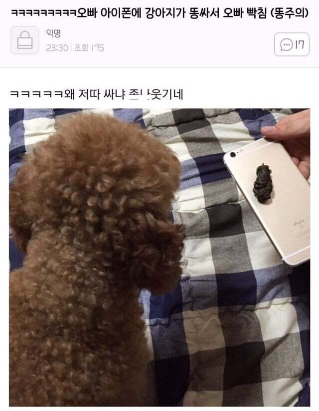 아빠가 개새랑 외출했다고 사진 보내줌 | 인스티즈