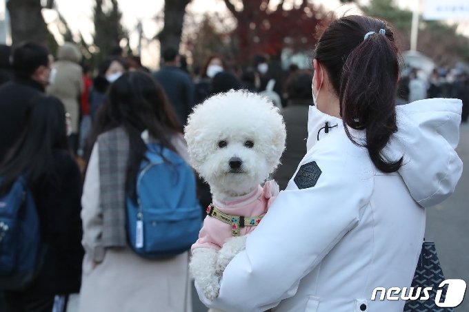 올해도 기대되는 '수능 강아지' 모음 | 인스티즈
