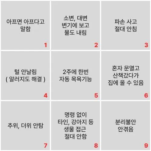 강아지 또는 고양이도 포함 반려동물에게 능력을 두가지 줄 수 있다면?? | 인스티즈