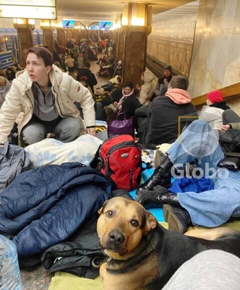 피난가는 강아지, 고양이들 | 인스티즈