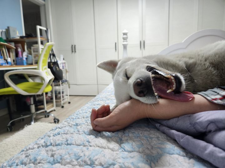 우리집 개 자는거 보실분? | 인스티즈