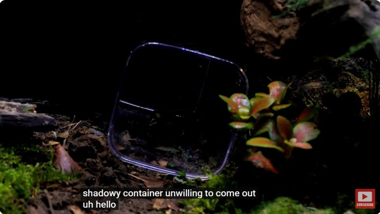 거대한 수조에 열대우림 환경을 조성해놓으면 생기는 일 - 3 | 인스티즈