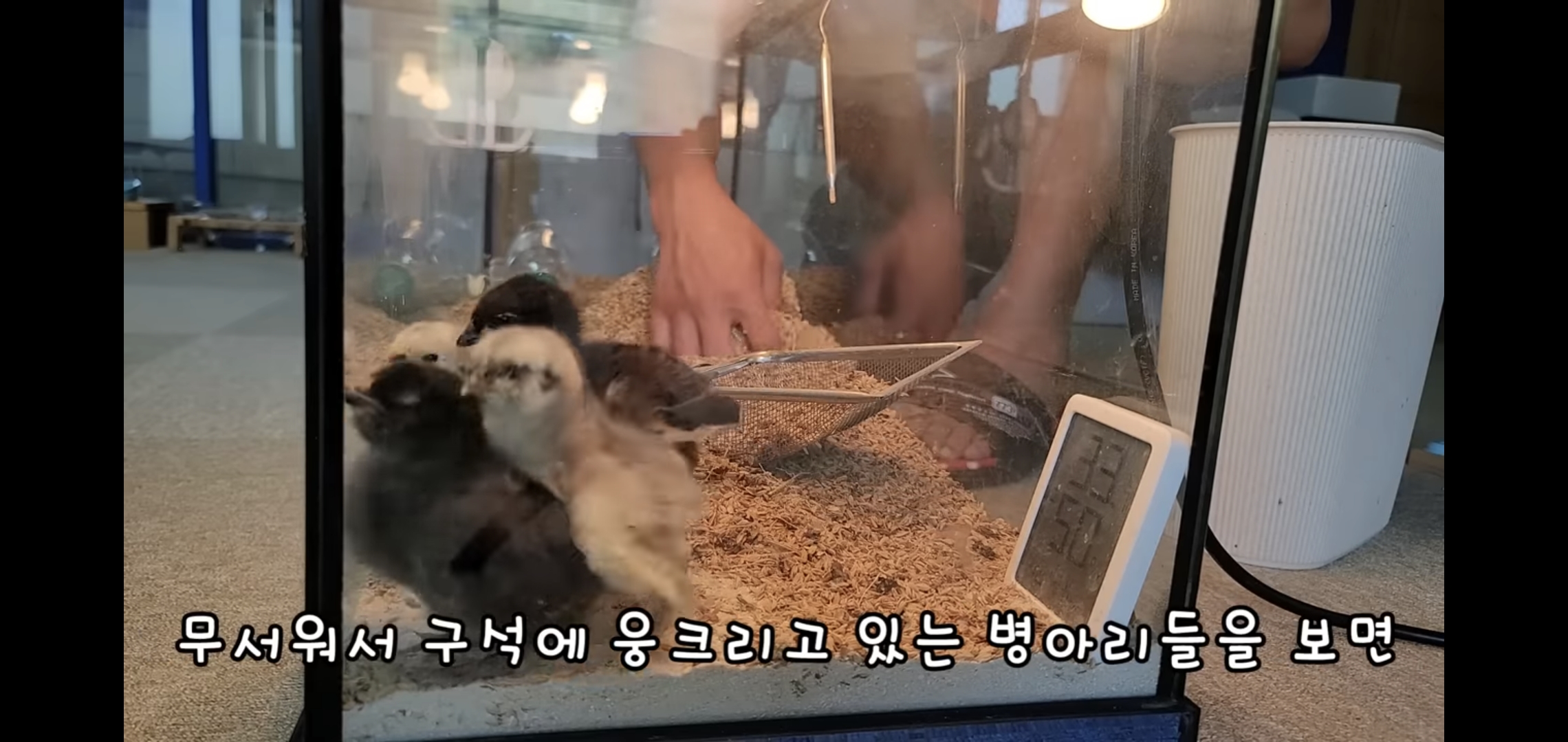오늘자 폭력적이고 불쌍한 영상 올린 유튜버 매탈남.jpg | 인스티즈