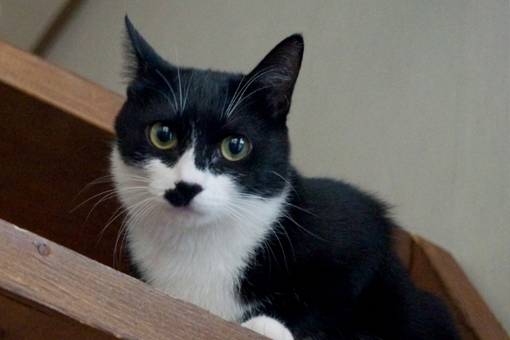 조선왕조 최초의 폭군과 고양이 그리고 | 인스티즈