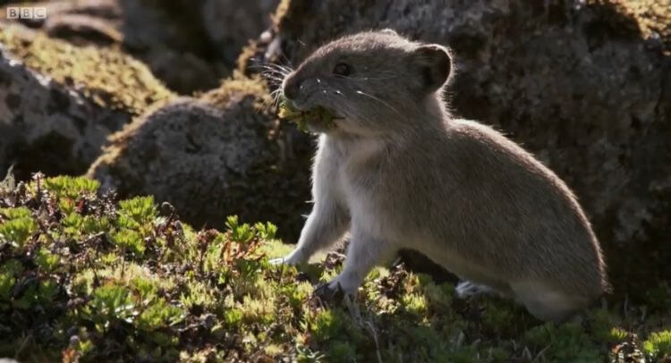 이름이 "우는 토끼”인 희귀 동물.jpg | 인스티즈